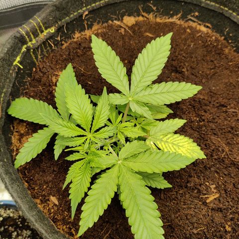 Quick One growlog timeline photo