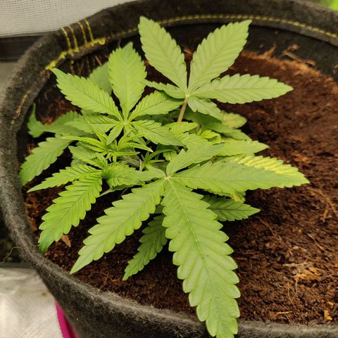 Quick One growlog timeline photo