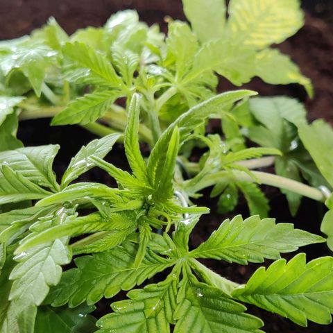 Quick One growlog timeline photo