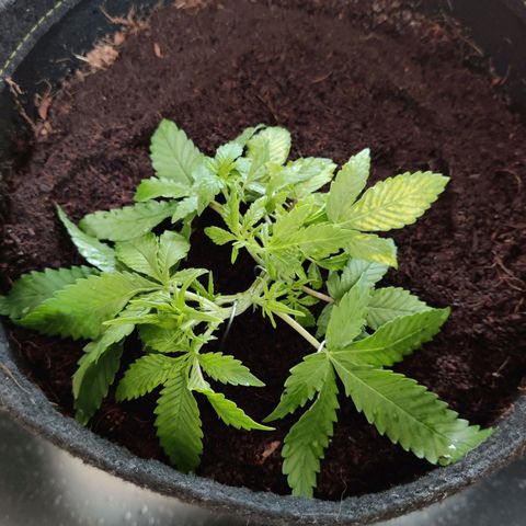 Quick One growlog timeline photo