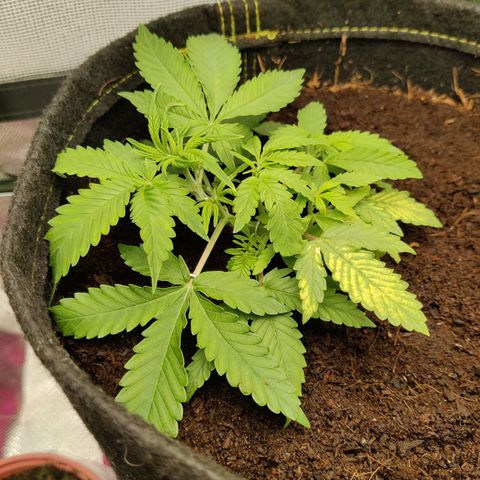 Quick One growlog timeline photo