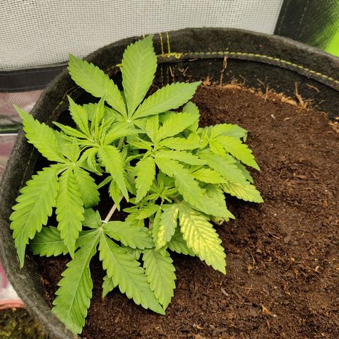 Quick One growlog timeline photo