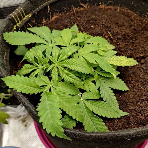 Quick One growlog timeline photo