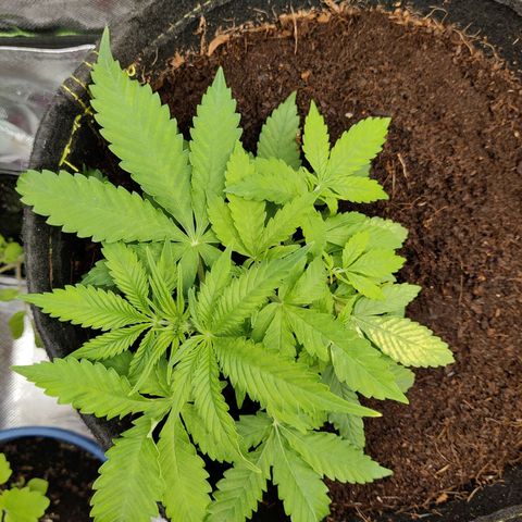 Quick One growlog timeline photo