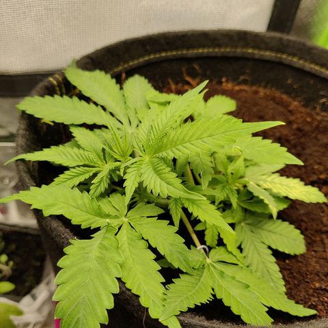 Quick One growlog timeline photo