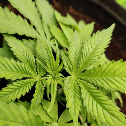 Quick One growlog timeline photo