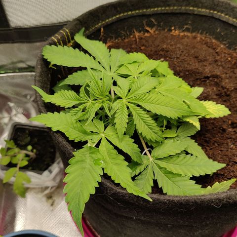 Quick One growlog timeline photo