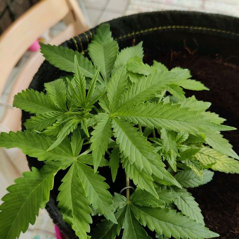 Quick One growlog timeline photo