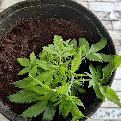 Quick One growlog timeline photo