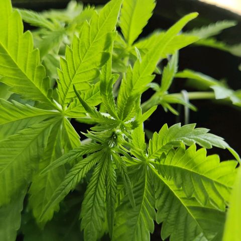 Quick One growlog timeline photo