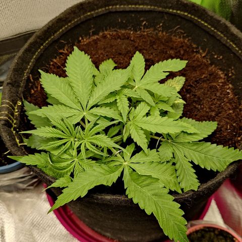 Quick One growlog timeline photo