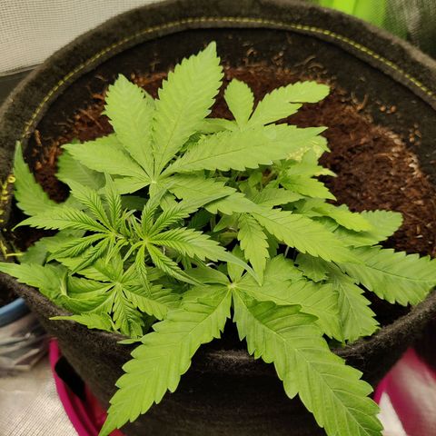 Quick One growlog timeline photo