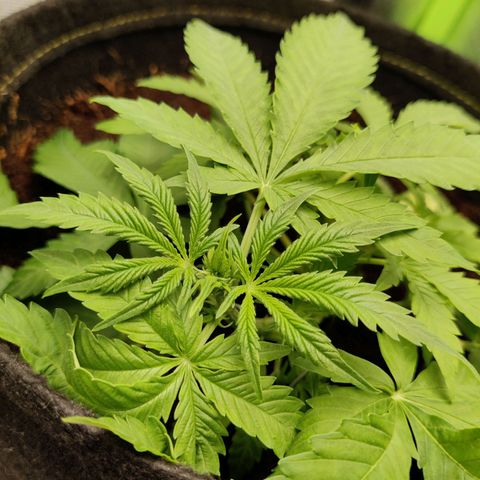 Quick One growlog timeline photo