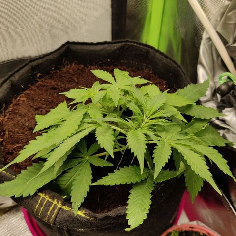 Quick One growlog timeline photo