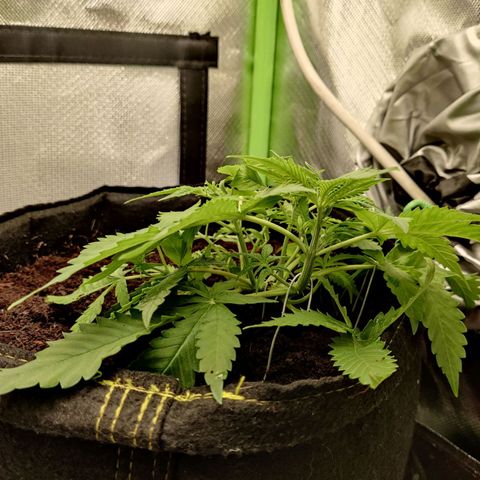 Quick One growlog timeline photo