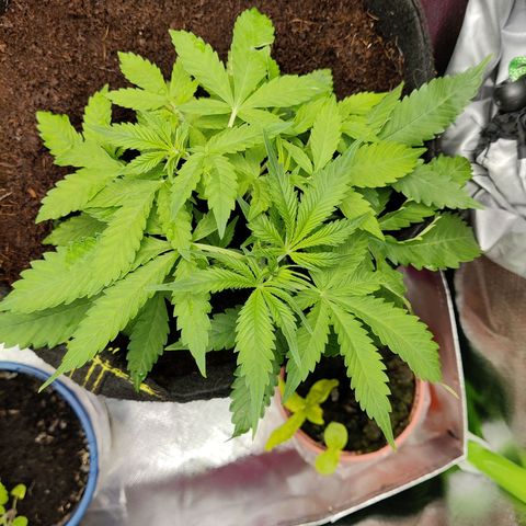Quick One growlog timeline photo