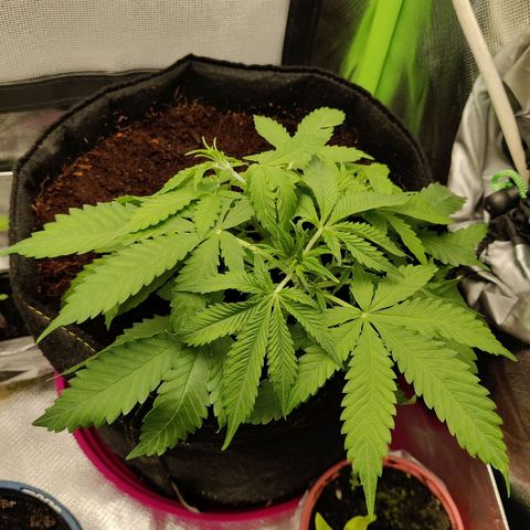 Quick One growlog timeline photo