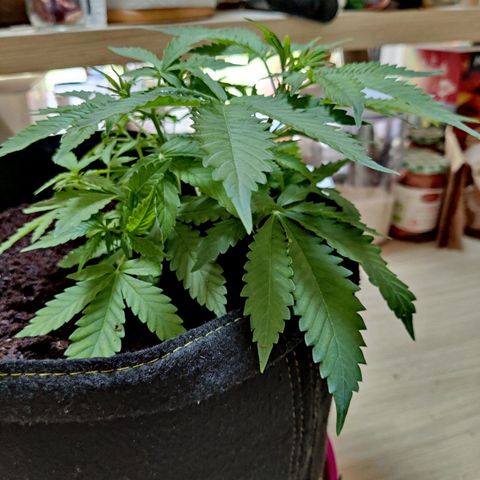 Quick One growlog timeline photo