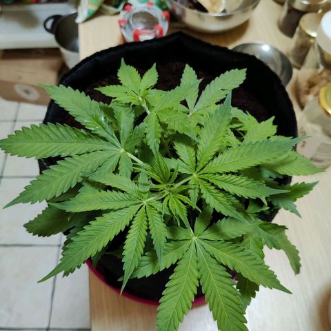 Quick One growlog timeline photo