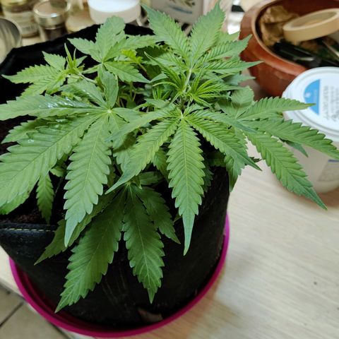 Quick One growlog timeline photo