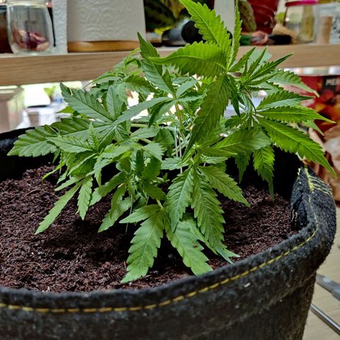 Quick One growlog timeline photo