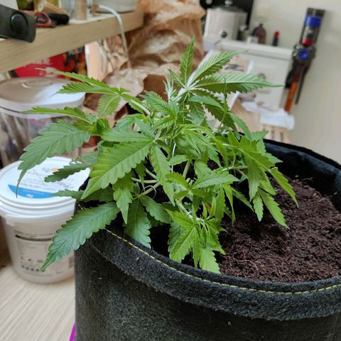 Quick One growlog timeline photo