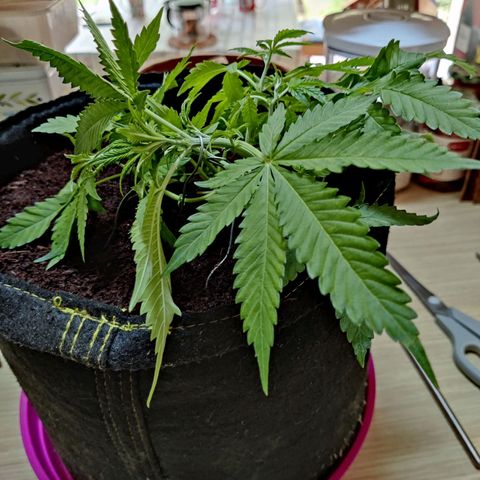 Quick One growlog timeline photo