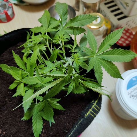 Quick One growlog timeline photo
