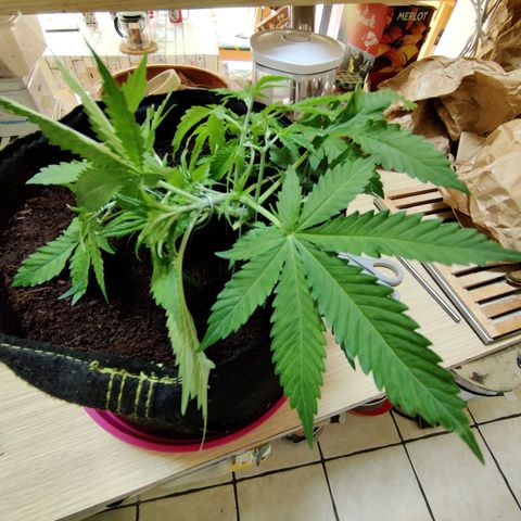 Quick One growlog timeline photo