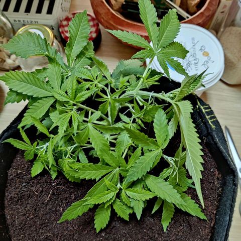 Quick One growlog timeline photo