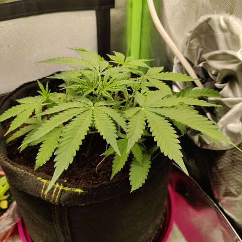 Quick One growlog timeline photo
