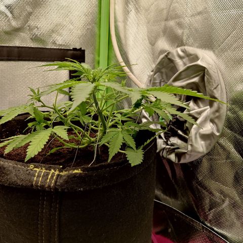Quick One growlog timeline photo