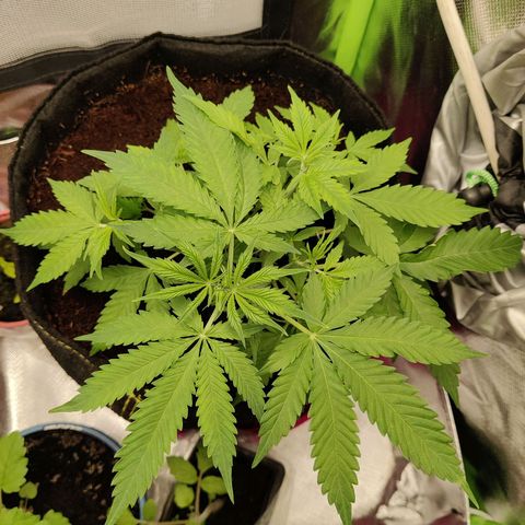 Quick One growlog timeline photo