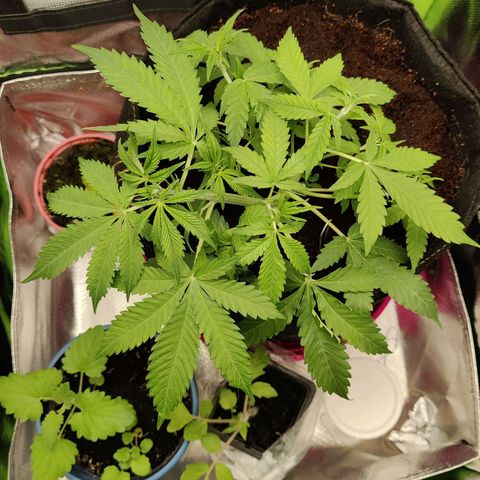 Quick One growlog timeline photo