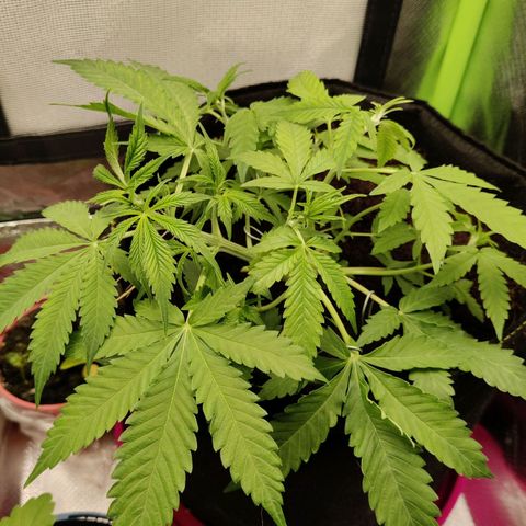 Quick One growlog timeline photo
