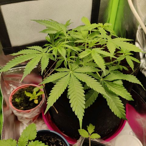 Quick One growlog timeline photo