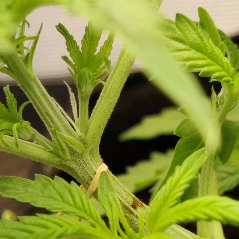 Quick One growlog timeline photo