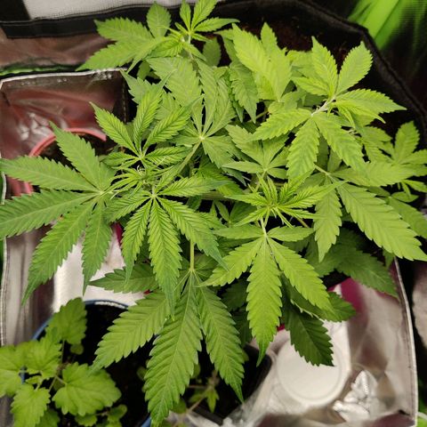 Quick One growlog timeline photo
