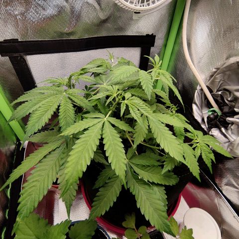 Quick One growlog timeline photo