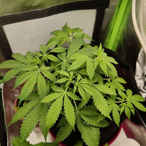 Quick One growlog timeline photo