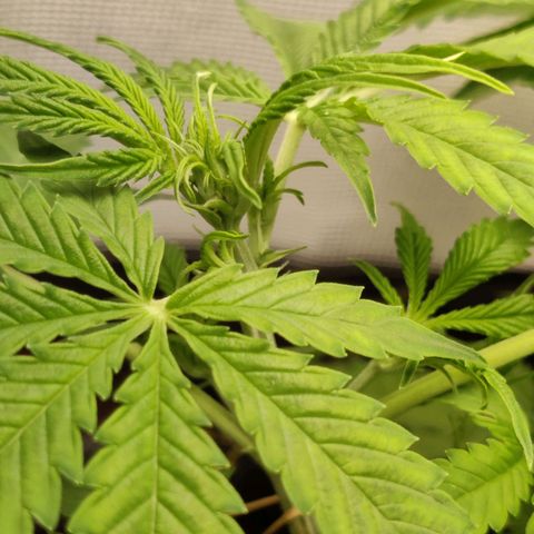 Quick One growlog timeline photo
