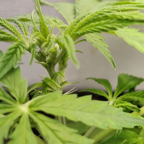 Quick One growlog timeline photo