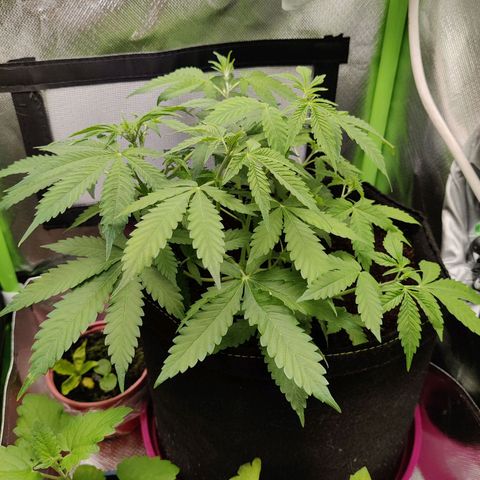 Quick One growlog timeline photo