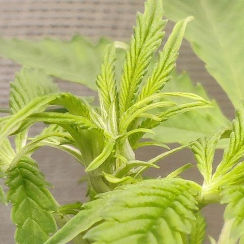 Quick One growlog timeline photo
