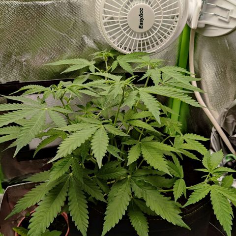 Quick One growlog timeline photo