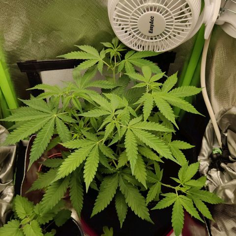 Quick One growlog timeline photo