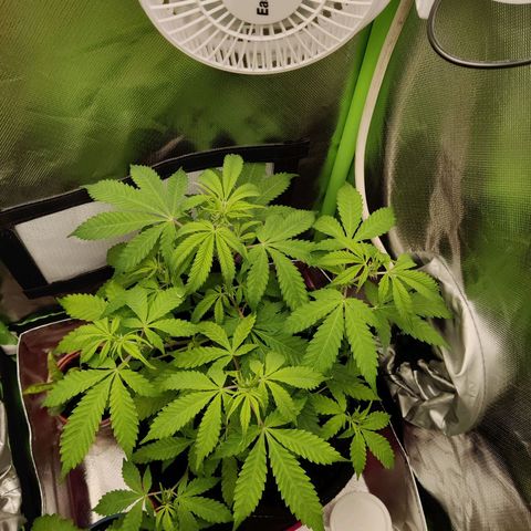 Quick One growlog timeline photo