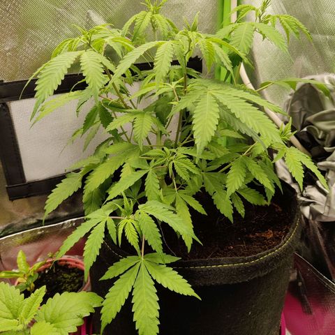 Quick One growlog timeline photo
