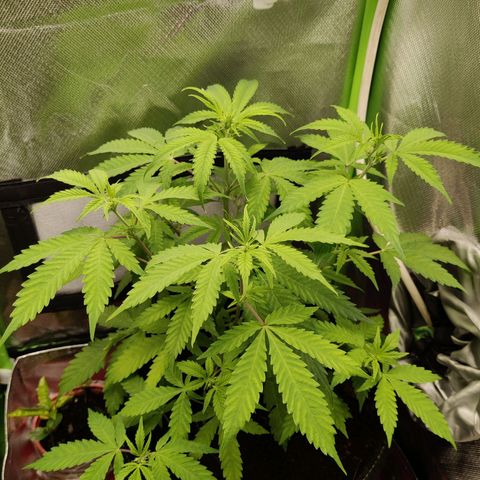 Quick One growlog timeline photo