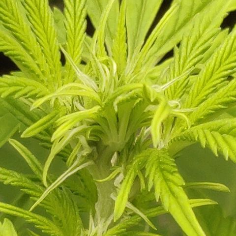 Quick One growlog timeline photo